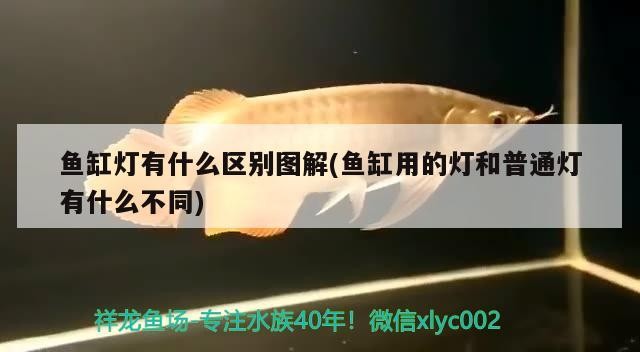 魚缸燈有什么區別圖解(魚缸用的燈和普通燈有什么不同)魚缸燈與普通燈具的區別，圖解