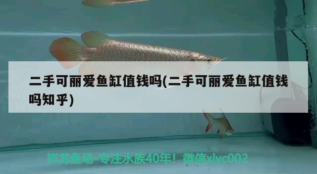 <strong><mark>上海</mark></strong>出40厘米 三紋印尼虎魚，水域驚現罕見巨魚，40厘米三紋印尼虎