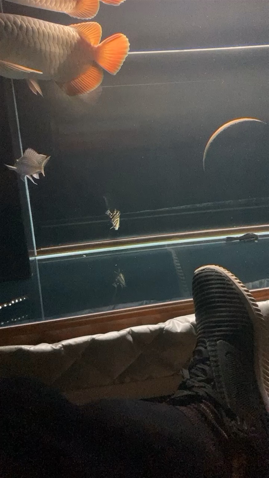 長不大的虎魚，不大的虎魚，探索海洋中的微型