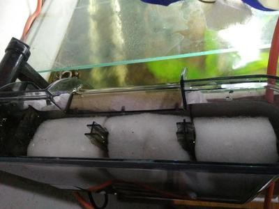紅龍魚用什么燈光照射好（紅龍魚用什么燈光照射好呢）龍魚最佳照明指南，選擇與紅龍魚相適應(yīng)的