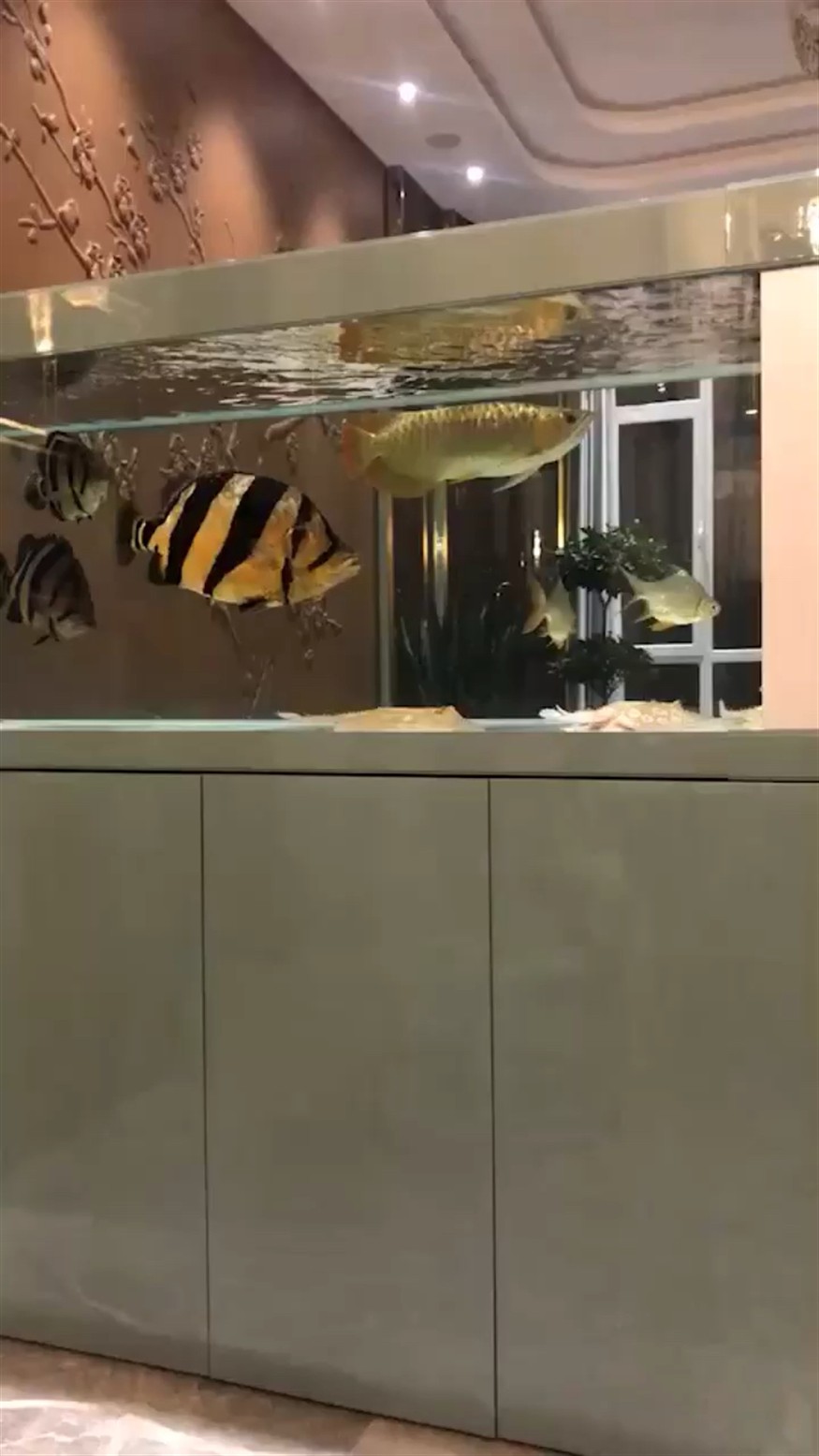 泰國虎魚，虎魚，海洋中的神秘掠食者
