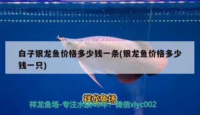 白子銀龍魚價(jià)格多少錢一條(銀龍魚價(jià)格多少錢一只)龍魚價(jià)格一覽，白子銀龍
