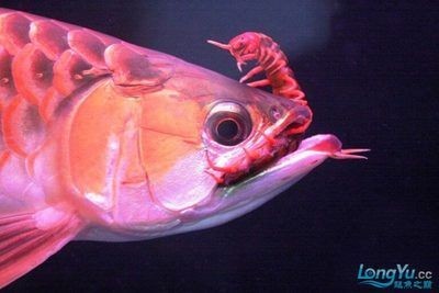 龍魚應該怎么喂，關于龍魚喂食的一些關鍵信息，魚喂食指南，關鍵信息與喂食技巧