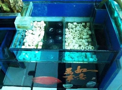 廣州市白云景泰靈芝草花鳥水族店，市白云景泰靈芝草花鳥水族店，探索自然之美