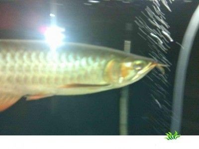 龍魚疾病預防措施有哪些方面的，魚疾病預防，全面指南與實用建議