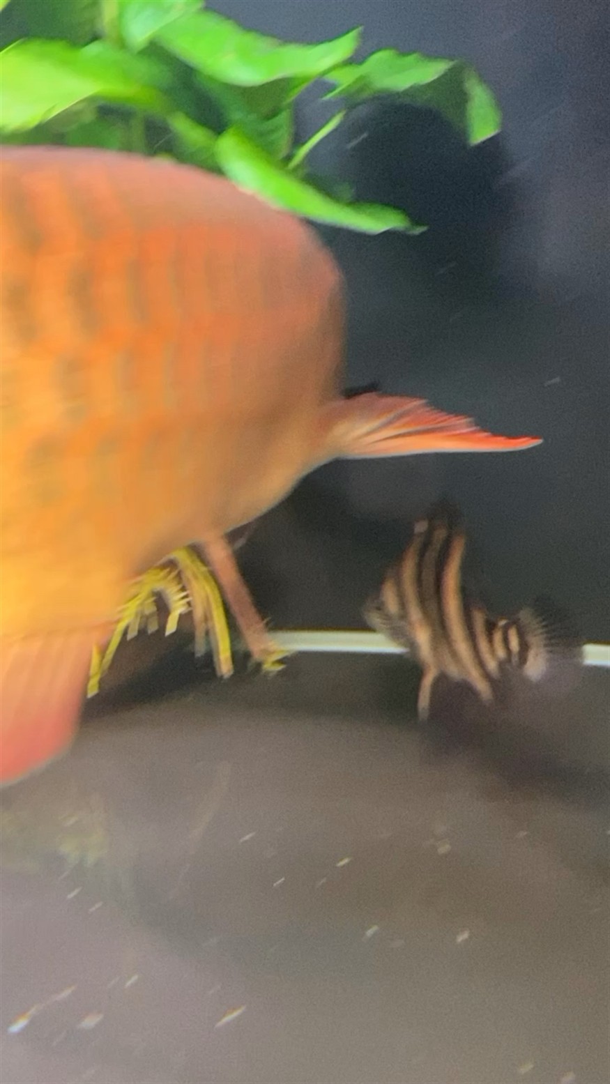 虎魚搶林蛙，魚與林蛙的生態較量，自然界
