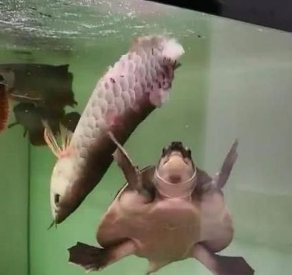紅龍魚最貴的一條多少錢一斤啊圖片（紅龍魚最貴的一條多少錢一斤啊圖片大全）龍魚價格揭秘，最貴一條多少錢一斤？高清圖片大全