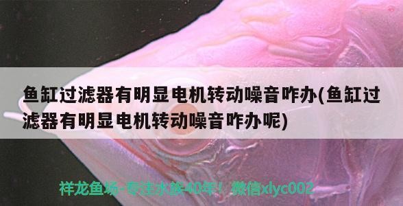 魚缸過濾器有明顯電機轉動噪音咋辦(魚缸過濾器有明顯電機轉動噪音咋辦呢)魚缸過濾器電機轉動噪音