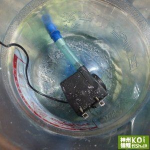 純凈水桶做魚缸好嗎：如何自制純凈水桶做魚缸，純凈水桶魚缸，打造生態(tài)友好型 純凈水桶做魚缸好嗎：如何自制純凈水桶做魚缸，純凈水桶魚缸，打造生態(tài)友好型 魚缸百科 第1張