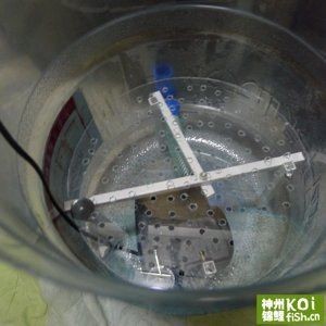 純凈水桶做魚缸好嗎：如何自制純凈水桶做魚缸，純凈水桶魚缸，打造生態(tài)友好型 純凈水桶做魚缸好嗎：如何自制純凈水桶做魚缸，純凈水桶魚缸，打造生態(tài)友好型 魚缸百科 第3張