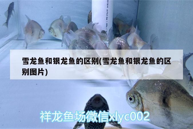 雪龍魚和銀龍魚的區別(雪龍魚和銀龍魚的區別圖片)雪龍魚與銀龍魚，外觀特征及飼養差異大
