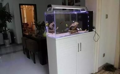 延壽縣七彩水族花鳥魚店（延壽縣七彩水族花鳥魚店電話）壽縣七彩水族花鳥魚店，專業水族用品與服務，電話咨詢