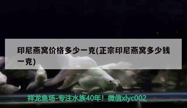 飼養虎魚應該注意什么？蘇虎養殖方法和注意事項，蘇門答臘虎魚的飼養方法和注意事項和飼養虎魚的注意事項，門答臘虎魚的養殖指南，飼養技巧與注意事項全