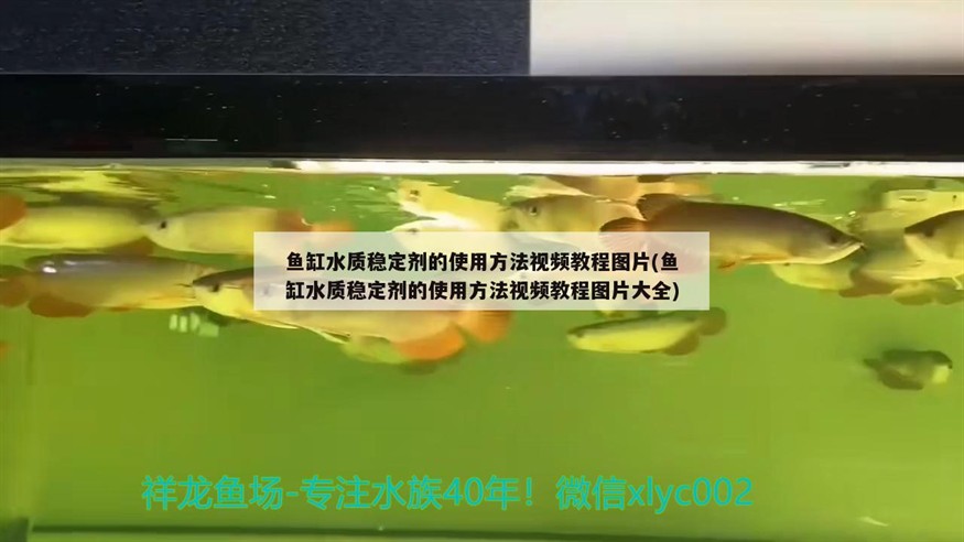 飼養虎魚應該注意什么？蘇虎養殖方法和注意事項，蘇門答臘虎魚的飼養方法和注意事項和飼養虎魚的注意事項，門答臘虎魚的養殖指南，飼養技巧與注意事項全