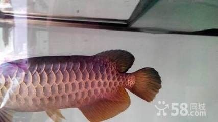 龍魚能吃蘋果嗎怎么喂，魚飼養(yǎng)指南，蘋果作為食物的選擇與