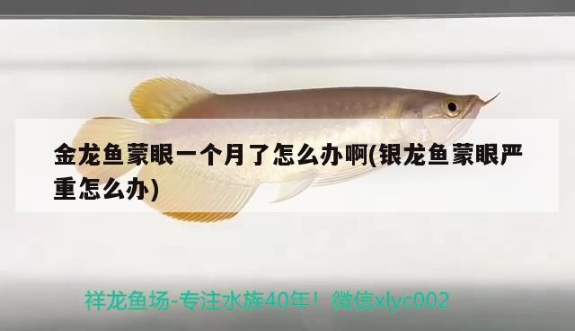 金龍魚蒙眼一個月了怎么辦啊(銀龍魚蒙眼嚴重怎么辦)龍魚蒙眼一個月了怎么辦，銀龍魚蒙眼嚴重