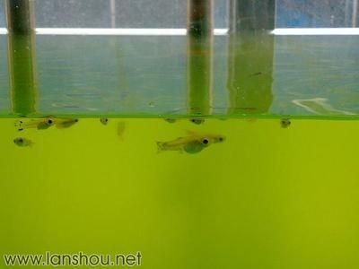 玻璃魚缸裂縫怎樣修復：玻璃魚缸如果出現裂縫，修復方法主要有以下幾種，魚缸裂縫修復指南，專業方法與步驟