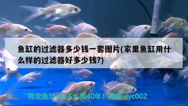 金龍魚吃泥鰍嗎（銀龍魚吃泥鰍嗎?）龍魚與銀龍魚的食性之謎，是否捕食