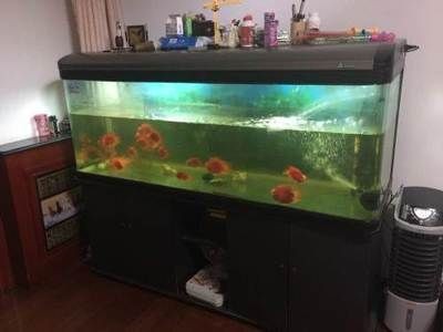大魚缸用什么水養魚好一點：關于大魚缸養魚用水的一些建議，魚缸養魚用水指南，選擇適合的
