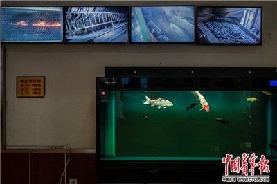 大型魚缸一天用多少電正常：大型魚缸一天用電量多少，大型魚缸一天用電量多少，正常消耗