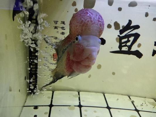 蒙陰金龍魚水族館（蒙陰金龍魚水族館電話）陰金龍魚水族館，探索海洋生物的奧秘，體驗水下