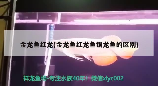 金龍魚紅龍(金龍魚紅龍魚銀龍魚的區別)龍魚紅龍與銀龍，揭秘兩種珍稀魚類的異