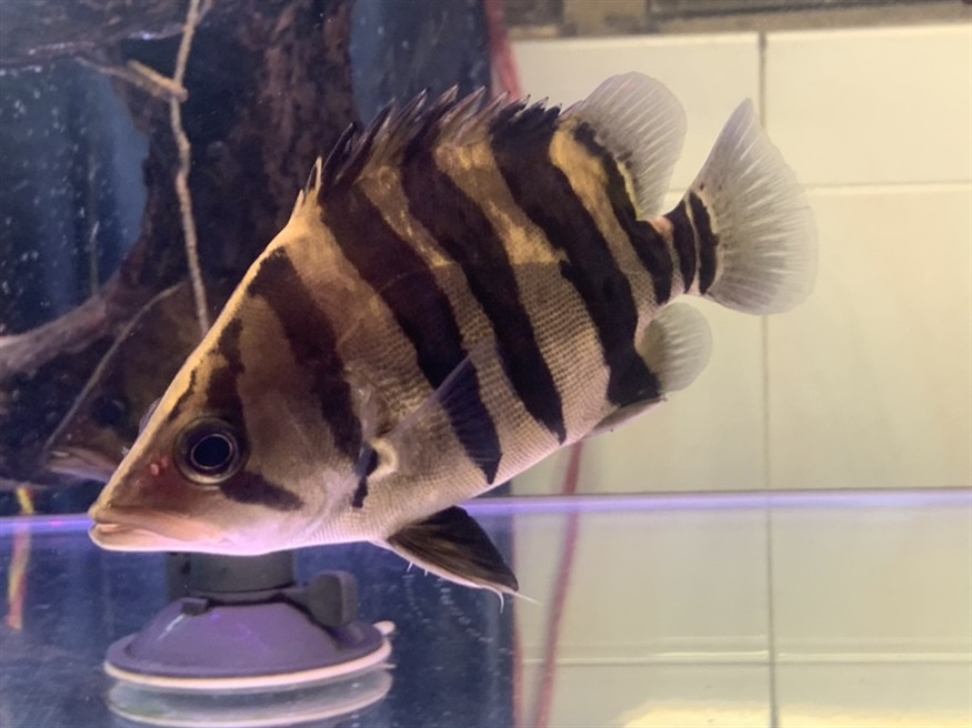 廣東雷州出印尼四紋虎魚，雷州水域現珍稀四紋虎魚 海洋生態新發現