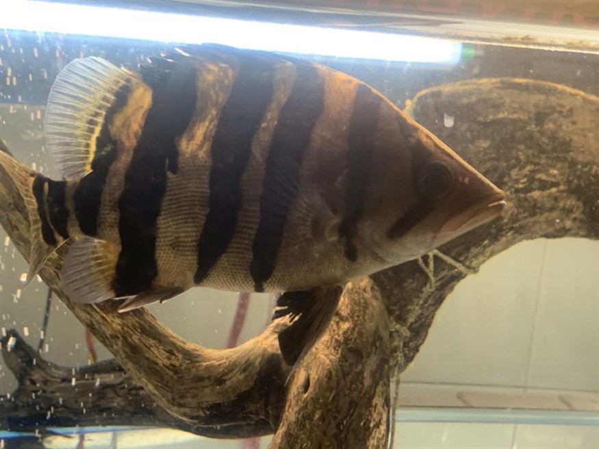 廣東雷州出印尼四紋虎魚，雷州水域現珍稀四紋虎魚 海洋生態新發現