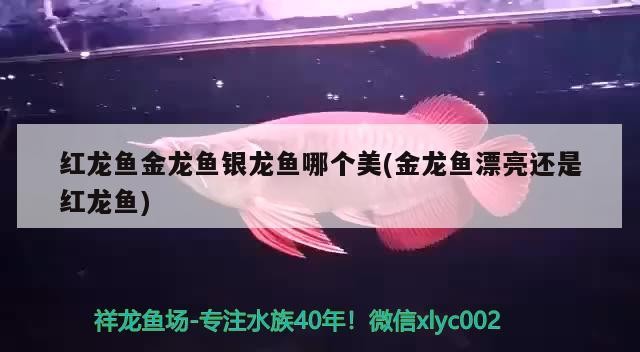 紅龍魚(yú)金龍魚(yú)銀龍魚(yú)哪個(gè)美(金龍魚(yú)漂亮還是紅龍魚(yú))龍魚(yú)與紅龍魚(yú)，哪種魚(yú)類(lèi)更勝一籌？