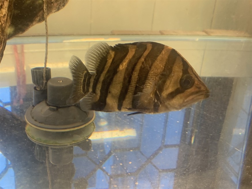 廣東雷州出印尼四紋虎魚，雷州水域現(xiàn)珍稀四紋虎魚 海洋生態(tài)新發(fā)現(xiàn)
