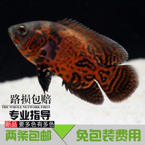 養紅龍魚魚缸黑底還是白底好（養紅龍魚魚缸黑底還是白底好呢）龍魚魚缸底色選擇指南，黑底或白底，哪種更適合您的水族箱