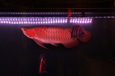 金龍魚打什么燈，龍魚養殖照明指南，選擇與維護