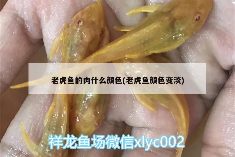 老虎魚的肉什么顏色(老虎魚顏色變淡)老虎魚肉質顏色變化之謎，從鮮艷到淡雅的奧秘