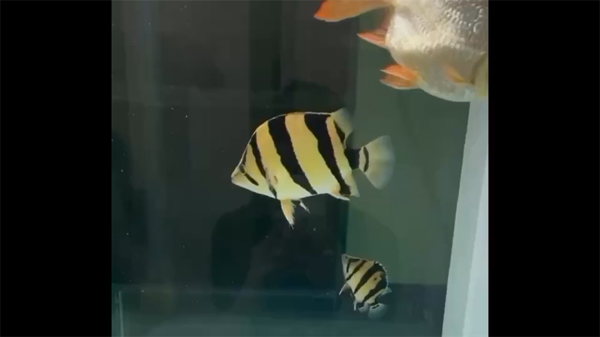 精品三紋虎魚，三紋虎魚，