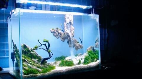 玻璃魚缸做法：如何自制玻璃魚缸，玻璃魚缸，打造獨特水族箱的藝術