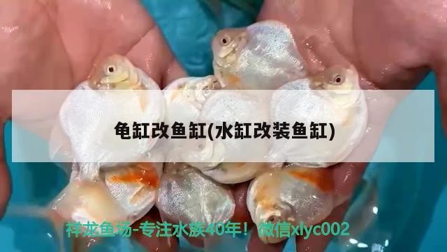 幫忙看看虎魚起清春痘怎么治療？魚春痘治療指南，專家建議與 幫忙看看虎魚起清春痘怎么治療？魚春痘治療指南，專家建議與 虎魚百科 第4張