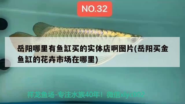 岳陽哪里有魚缸買的實體店啊圖片(岳陽買金魚缸的花卉市場在哪里)市金魚缸購買指南，花卉市場與