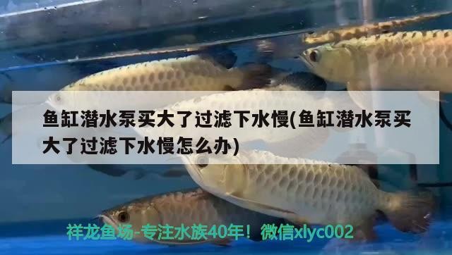 魚缸潛水泵買大了過濾下水慢(魚缸潛水泵買大了過濾下水慢怎么辦)魚缸潛水泵選購過大導致過濾水速度慢的解決策略 魚缸潛水泵買大了過濾下水慢(魚缸潛水泵買大了過濾下水慢怎么辦)魚缸潛水泵選購過大導致過濾水速度慢的解決策略 銀龍魚百科