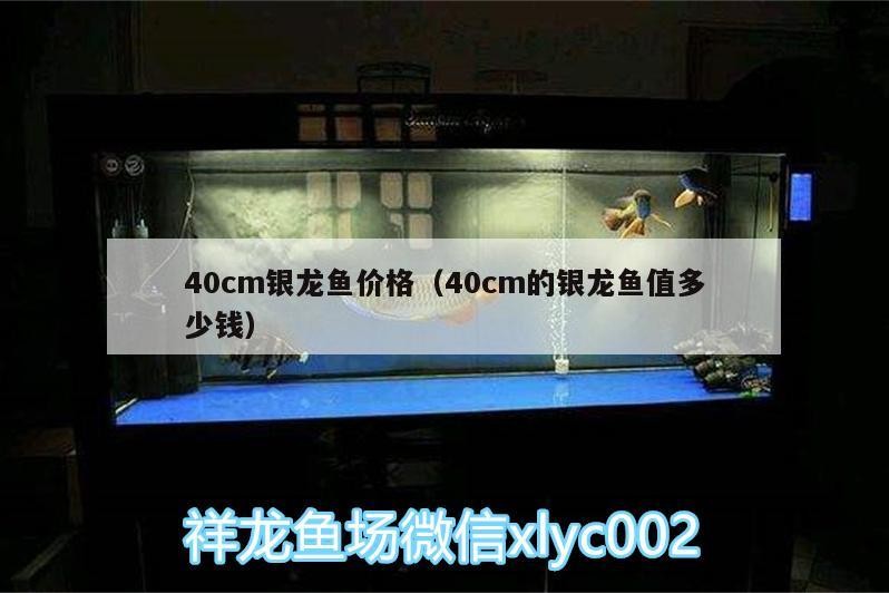 40cm銀龍魚價格（40cm的銀龍魚值多少錢）0cm銀龍魚市場價值分析，價格評估與購買指南
