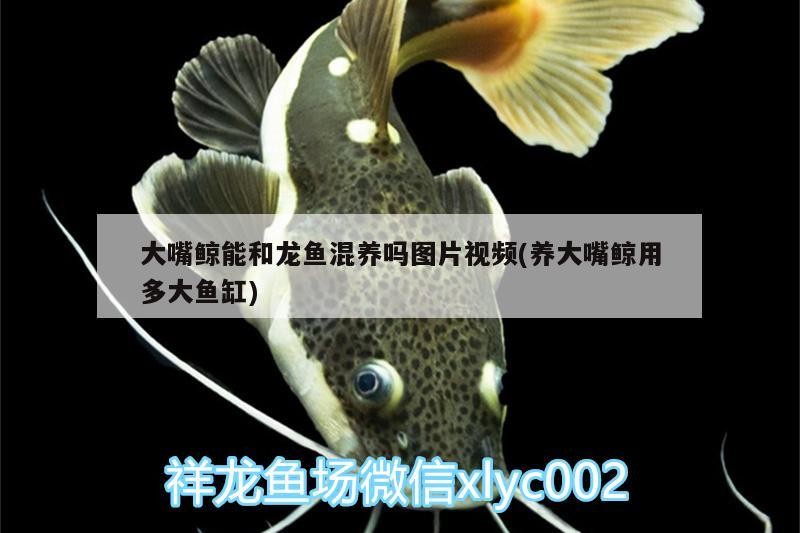 銀龍魚用什么燈光好一點(銀龍魚用什么燈光好一點呢)龍魚最佳照明選擇指南，燈光對銀龍魚生長的影響