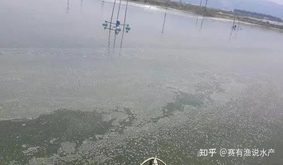 紅龍魚用什么燈最好養(yǎng)呢（紅龍魚用什么燈最好養(yǎng)呢視頻）龍魚最佳養(yǎng)植燈光選擇指南， 紅龍魚用什么燈最好養(yǎng)呢（紅龍魚用什么燈最好養(yǎng)呢視頻）龍魚最佳養(yǎng)植燈光選擇指南， 紅龍魚百科 第1張