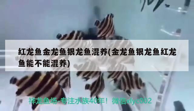 紅龍魚金龍魚銀龍魚混養(yǎng)(金龍魚銀龍魚紅龍魚能不能混養(yǎng))養(yǎng)金龍魚、銀龍魚與紅龍魚，探索水中三巨頭的和諧共