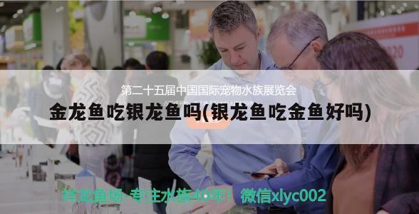 金龍魚吃銀龍魚嗎(銀龍魚吃金魚好嗎)龍魚與銀龍魚的生態(tài)互動(dòng)，捕食還是共生