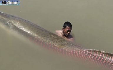 巨骨舌魚和金龍魚要怎么畫才好看，巨骨舌魚與金龍魚繪畫技巧，展現自然之美