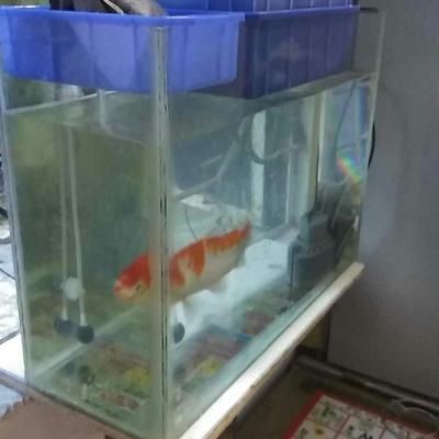 出售森森牌二手魚缸(八成新)：二手森森牌魚缸怎么樣，二手森森牌魚缸，性價比之選