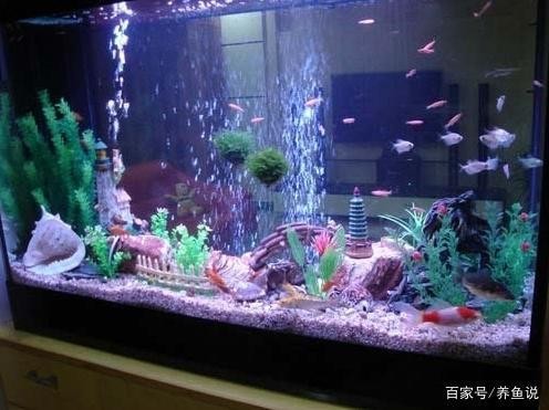 紅龍魚品種及圖片大全及價(jià)格表（紅龍魚品種及圖片大全及價(jià)格表視頻）龍魚品種大全與價(jià)格一覽，高清