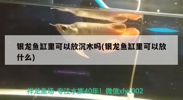 銀龍魚缸里可以放沉木嗎(銀龍魚缸里可以放什么)龍魚缸生態構建，沉木的適宜