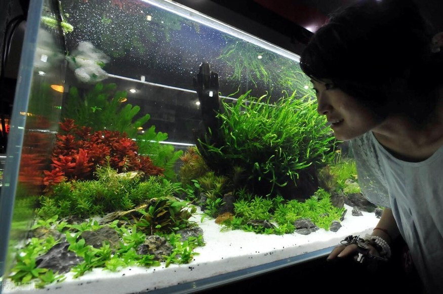 玻璃魚缸的容積是多少：玻璃魚缸容積計算方法，魚缸容積計算指南，如何準確測量您的
