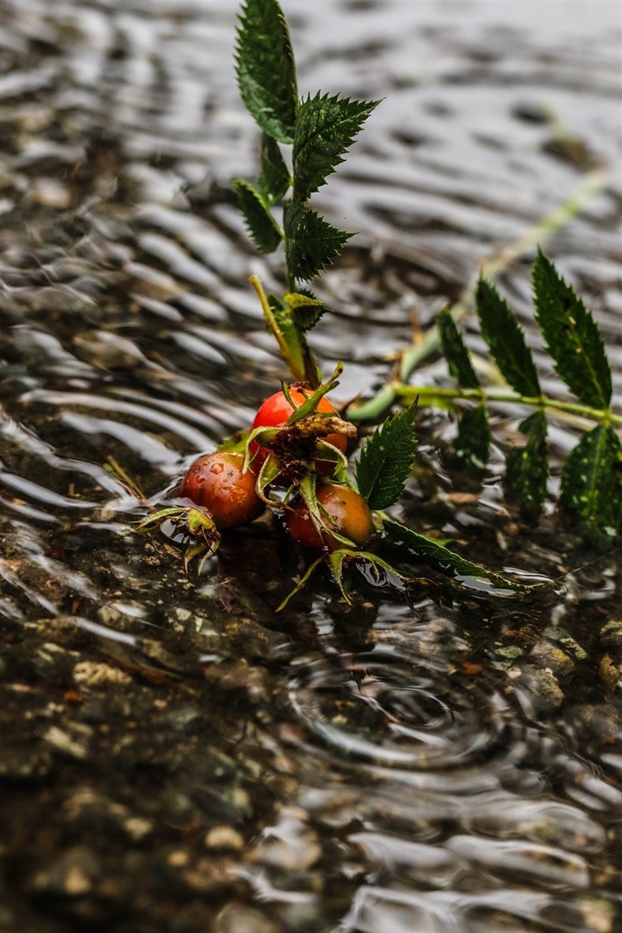印尼虎魚廣東魚友圈，虎魚在廣東魚友圈中的魅力