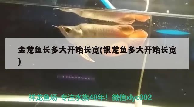 金龍魚長多大開始長寬(銀龍魚多大開始長寬)龍魚和銀龍魚的體型增長